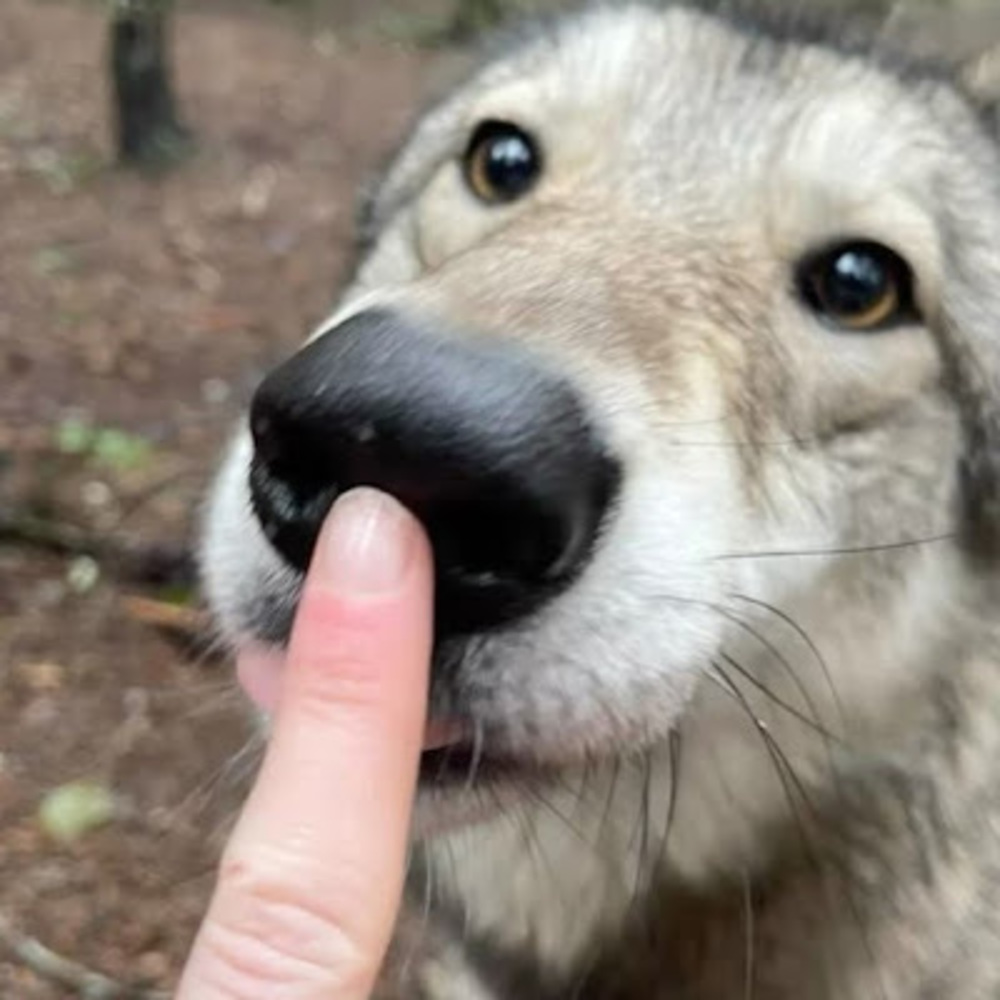 Meet your Posher, Bonez